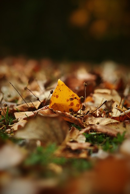 同样表现出 同样表现出