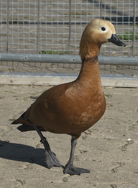 记录 记录
